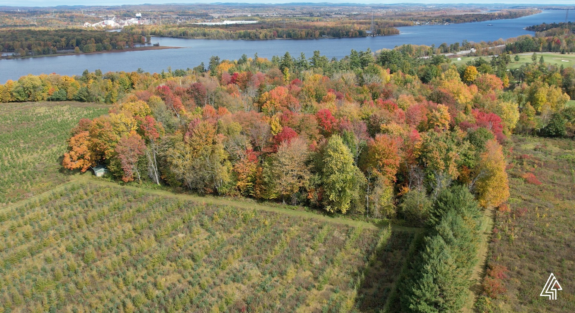 These connected forested landscapes are thriving on a Forests Canada planting project site near Ottawa, Ontario. Photo: Forests Canada, October 2024.
